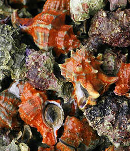 murex sea snails